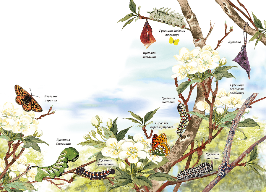 Бабочки - i_010.png