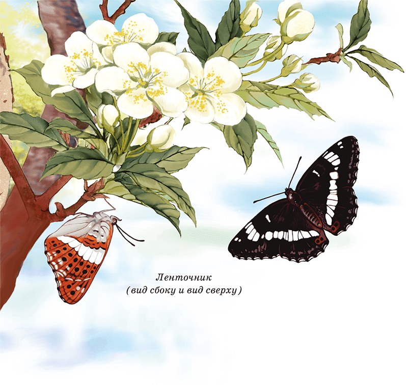 Бабочки - i_011.png