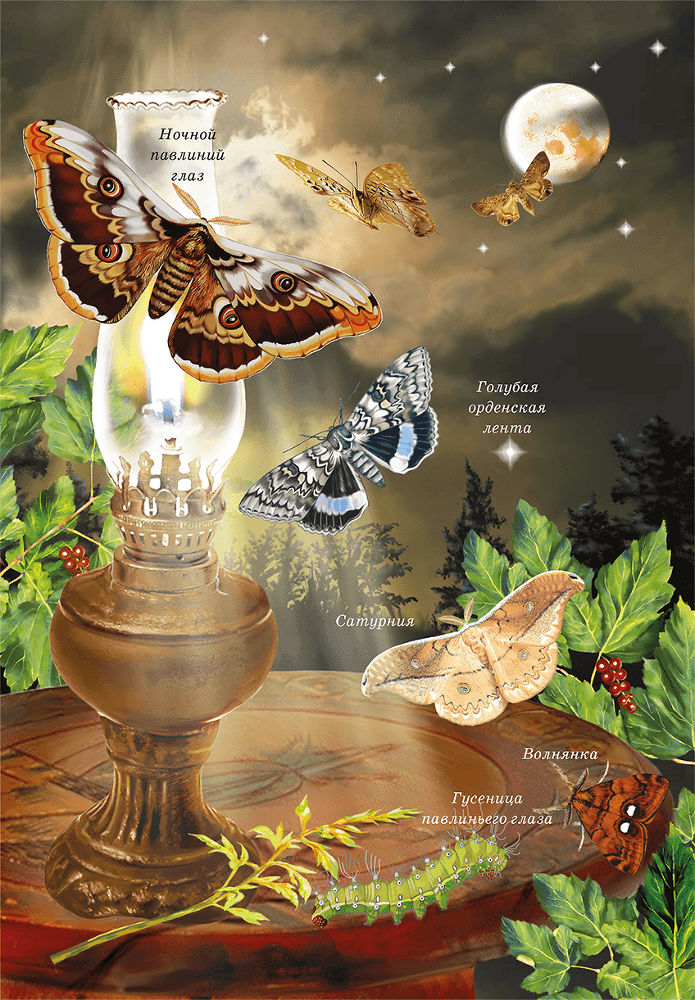 Бабочки - i_013.png