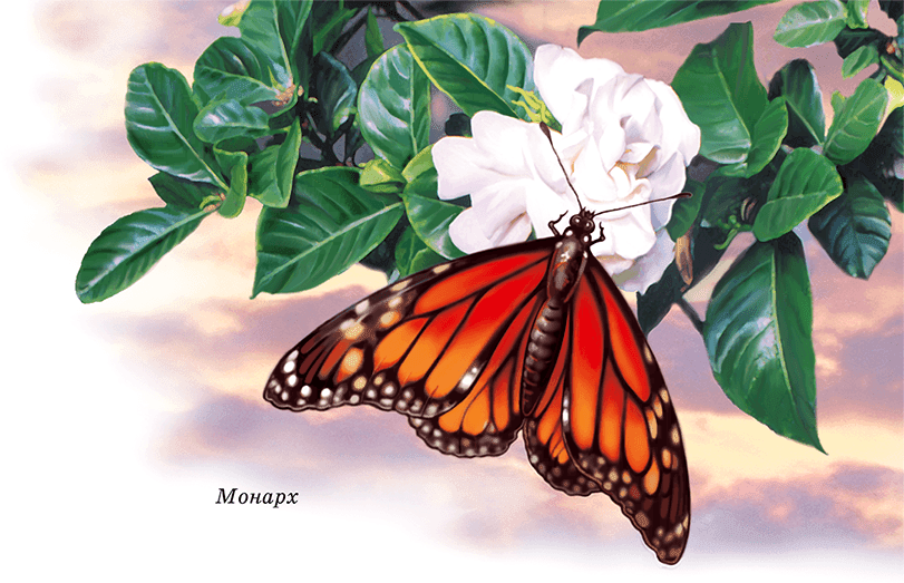 Бабочки - i_015.png