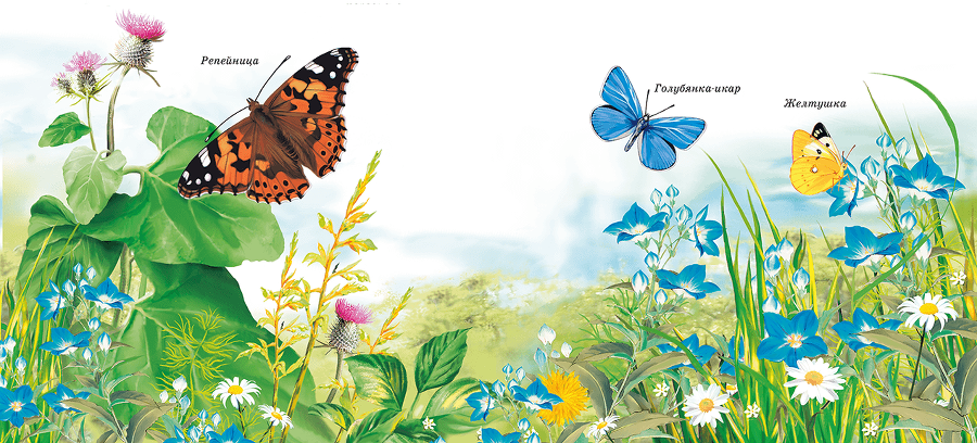 Бабочки - i_016.png