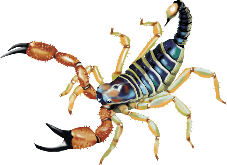 Пауки, клещи, скорпионы - i_012.png