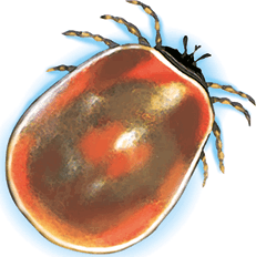 Пауки, клещи, скорпионы - i_013.png