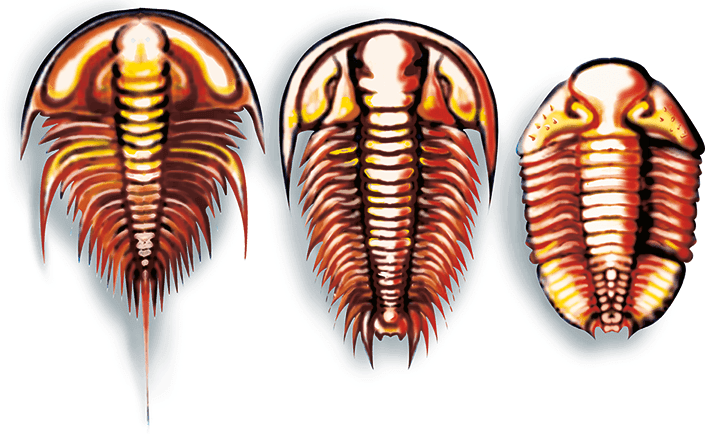 Пауки, клещи, скорпионы - i_015.png