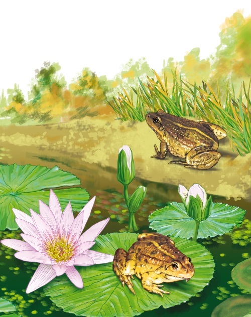 Земноводные - i_004.jpg