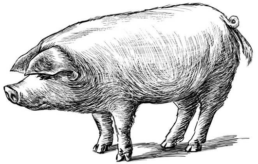 Мои звери. С вопросами и ответами для почемучек - i_008.png