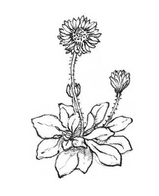 Алиса в Зазеркалье - i_017.png