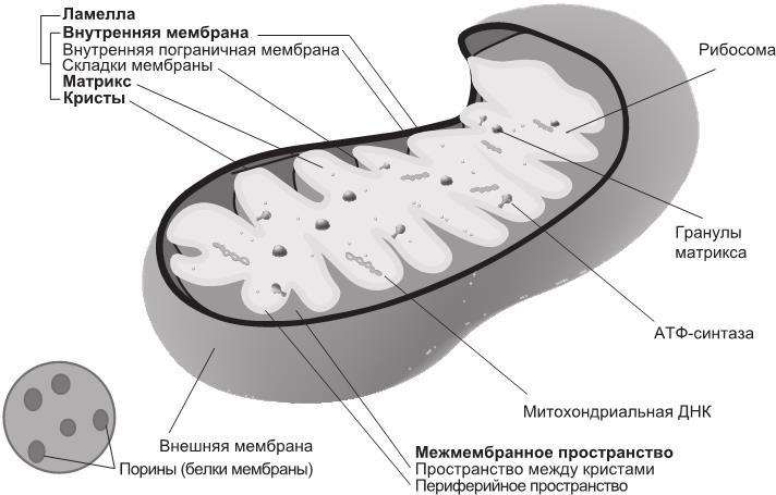 Эгоистичная митохондрия. Как сохранить здоровье и отодвинуть старость - i_001.jpg