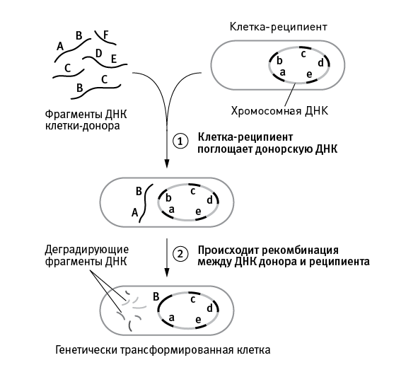 Перспективы отбора - i_019.png