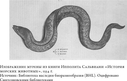 О чём молчат рыбы. Путеводитель по жизни морских обитателей - i_009.jpg