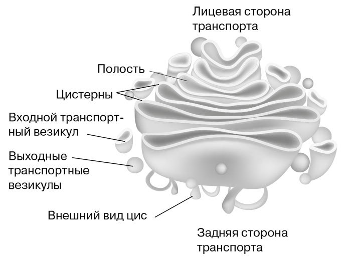 Биология для тех, кто хочет понять и простить самку богомола - i_013.jpg