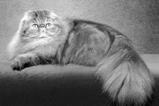 Длинношерстные кошки - i_010.jpg