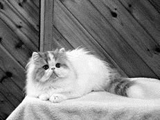 Длинношерстные кошки - i_020.jpg