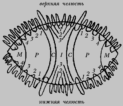 Немецкая овчарка - i_026.png