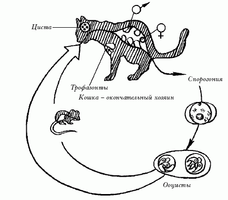 Ветеринарный справочник для владельцев кошек - i_073.png